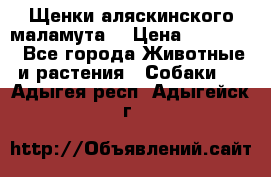Щенки аляскинского маламута  › Цена ­ 15 000 - Все города Животные и растения » Собаки   . Адыгея респ.,Адыгейск г.
